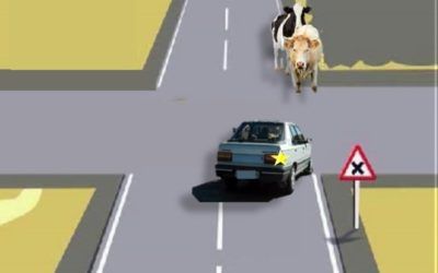 Prioridad de animales respecto a vehículos, imagen