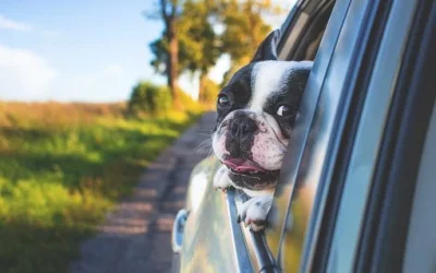 Mascotas en el coche: como evitar multas y otros riesgos al volante ??