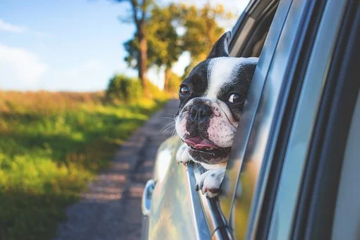 Mascotas 🐶 en el coche: como evitar multas y otros riesgos al volante